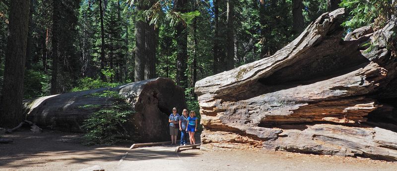 June, Linda, and Eloise stand in a gap cut into the Hercules tree which fell in 1881