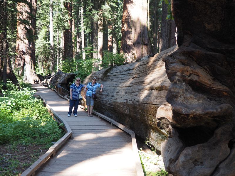 Linda and June lean on Father of the Forest