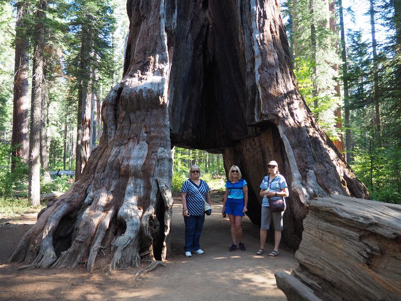 Linda, Eloise, and June in the Pioneer Cabin Tree that was hollowed out in 1880s