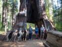 Linda, Eloise, and June in the Pioneer Cabin Tree that was hollowed out in 1880s
