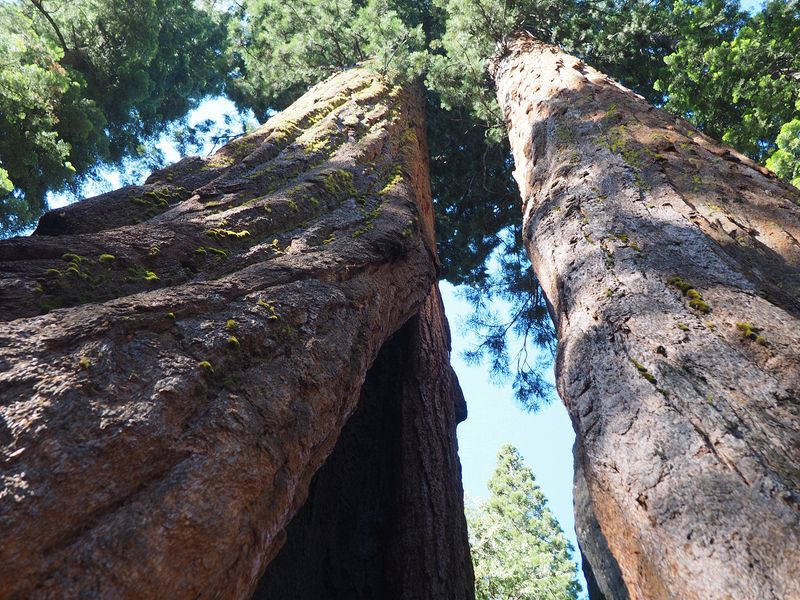 Mother and Son trees