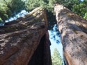 Mother and Son trees