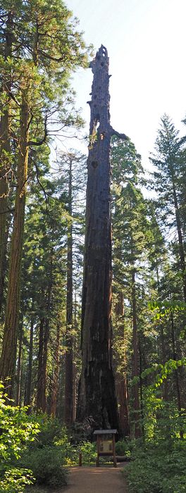 Mother of the Forest, now dead, stripped of its bark in 1854 for exhibitions