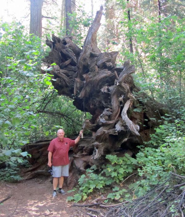 Pete at large tree roots