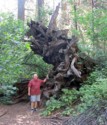 Pete at large tree roots