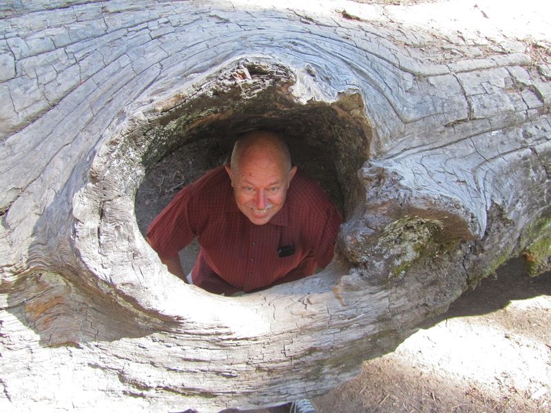 Pete peeks out of a huge knot hole