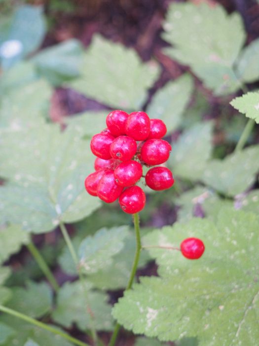 Pretty red berries