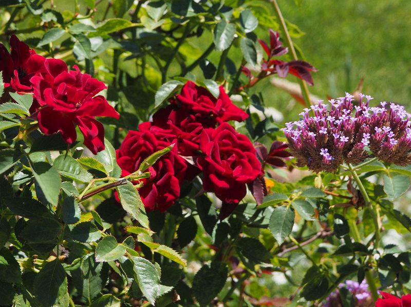 Red roses