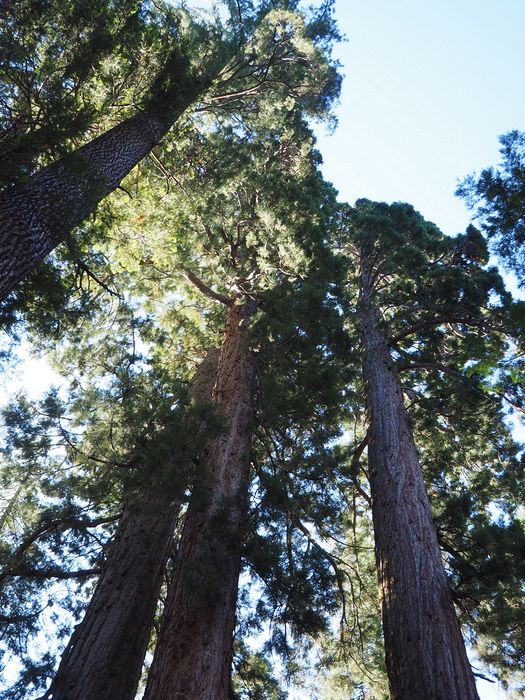 Sequoia redwood trees tower above us