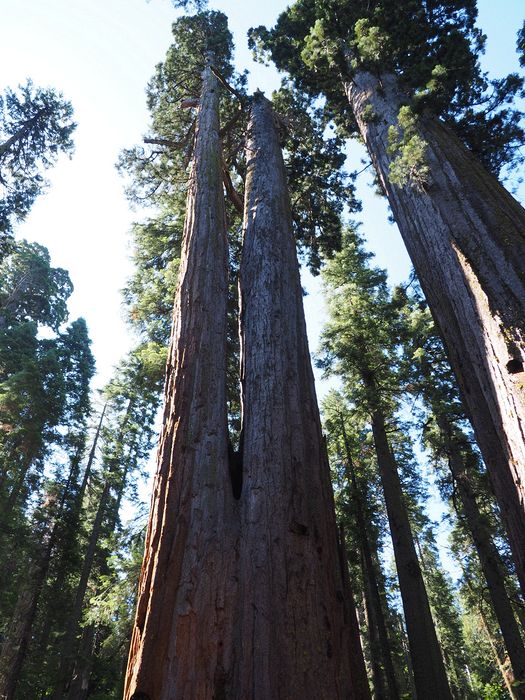 Siamese Twins trees