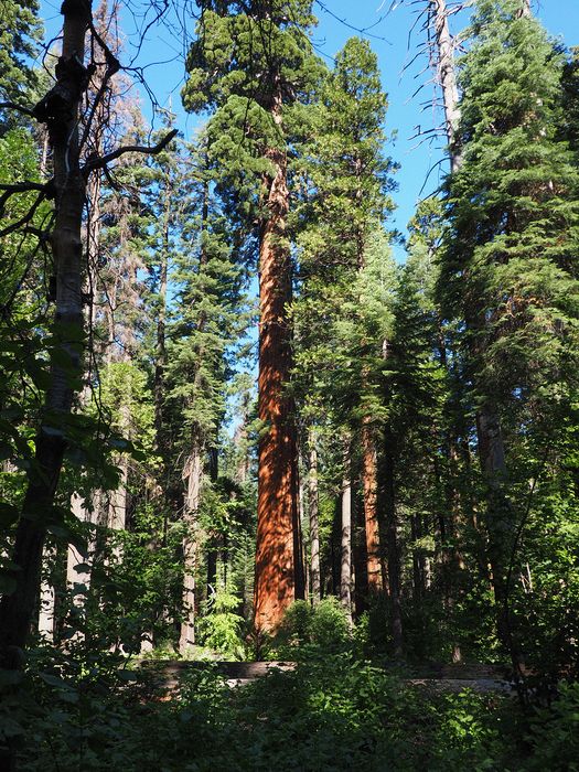 Some trees are very red