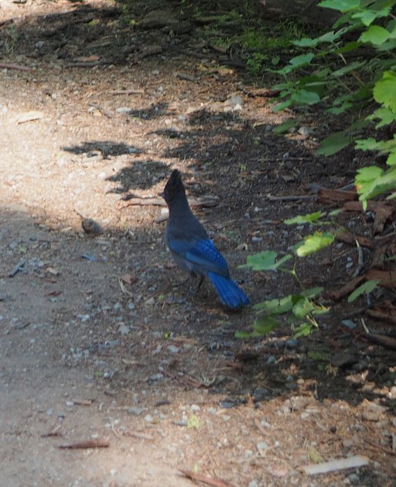 Steller's jay