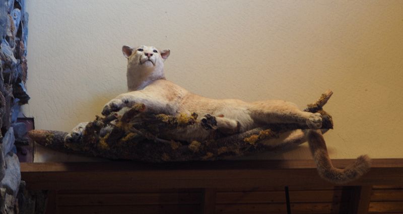 Stuffed mountain lion