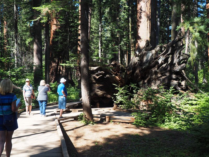 Stump of Father of the Forest that fell hundreds of years ago