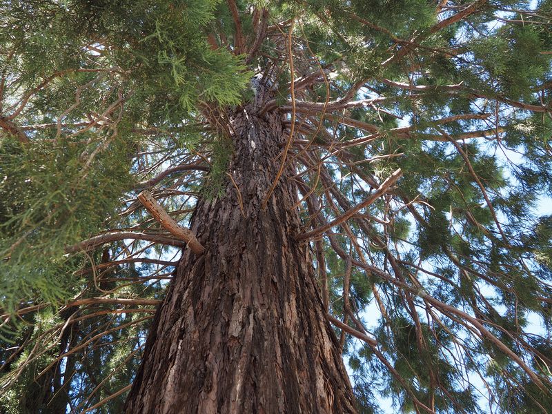 Tangle of tree branches