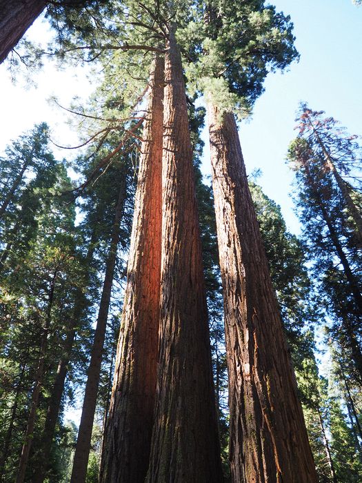 Three trees togetner